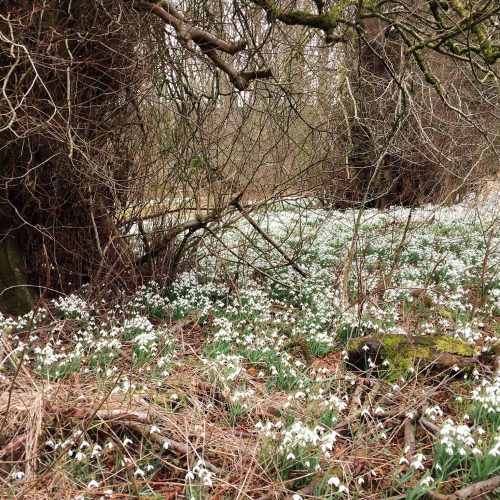 Carnell Estate Snowdrops